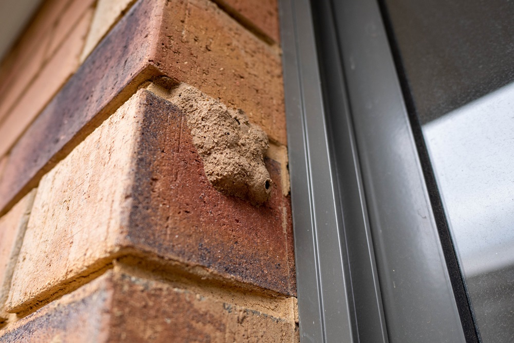Rentokil advises homeowners to check for wasps as spring cleaning season begins
