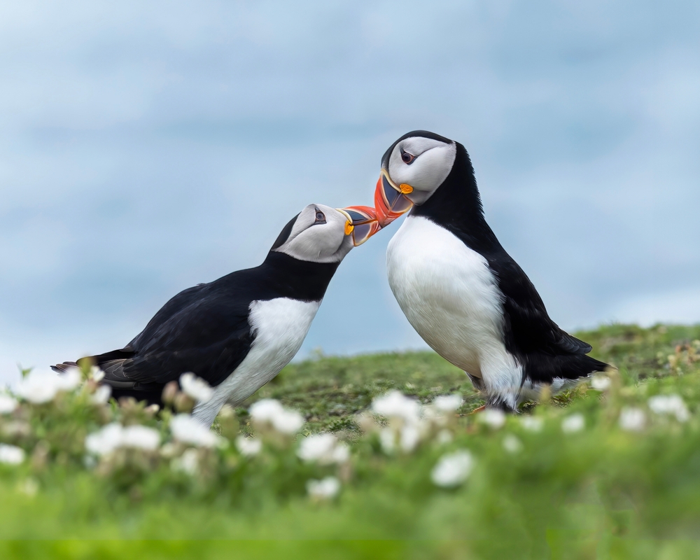A pair of courting puffins kissing