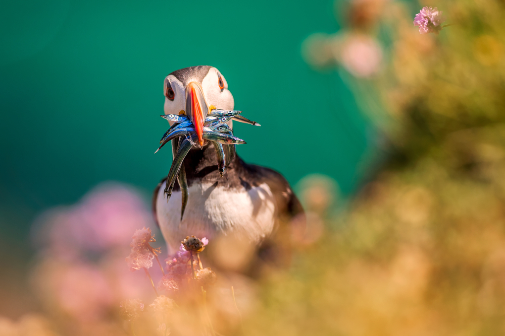 Puffin (Fratercula arctica) with beek full of eels