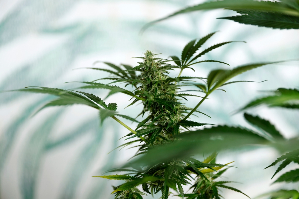 Cannabis Plant
