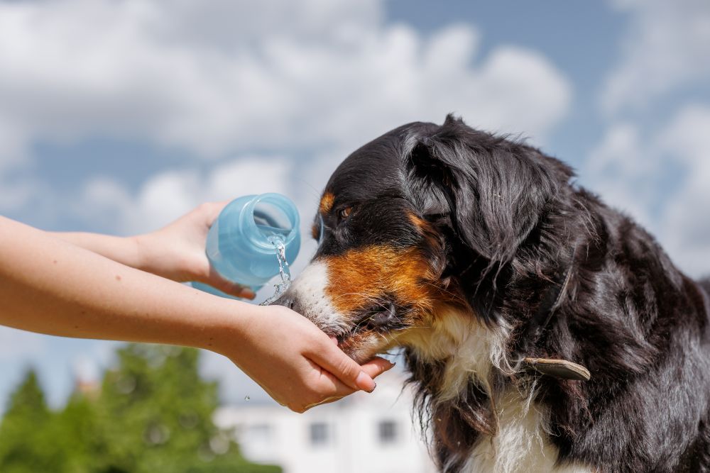Dog in hot weather
