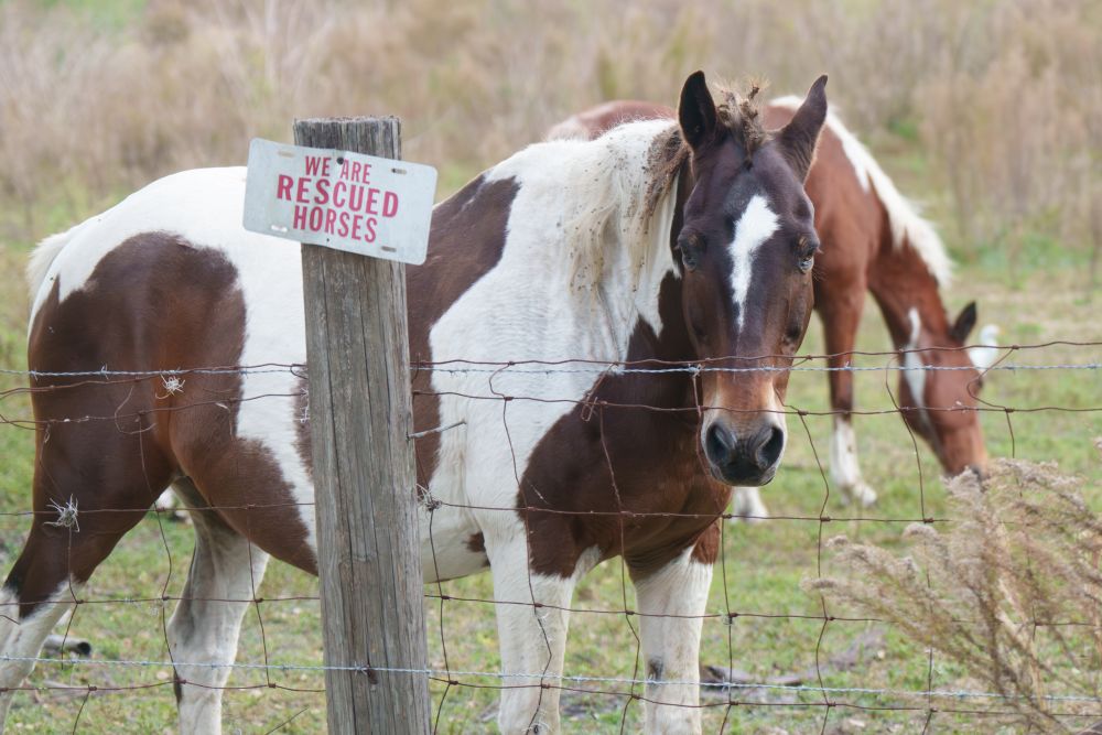 Rescued horses