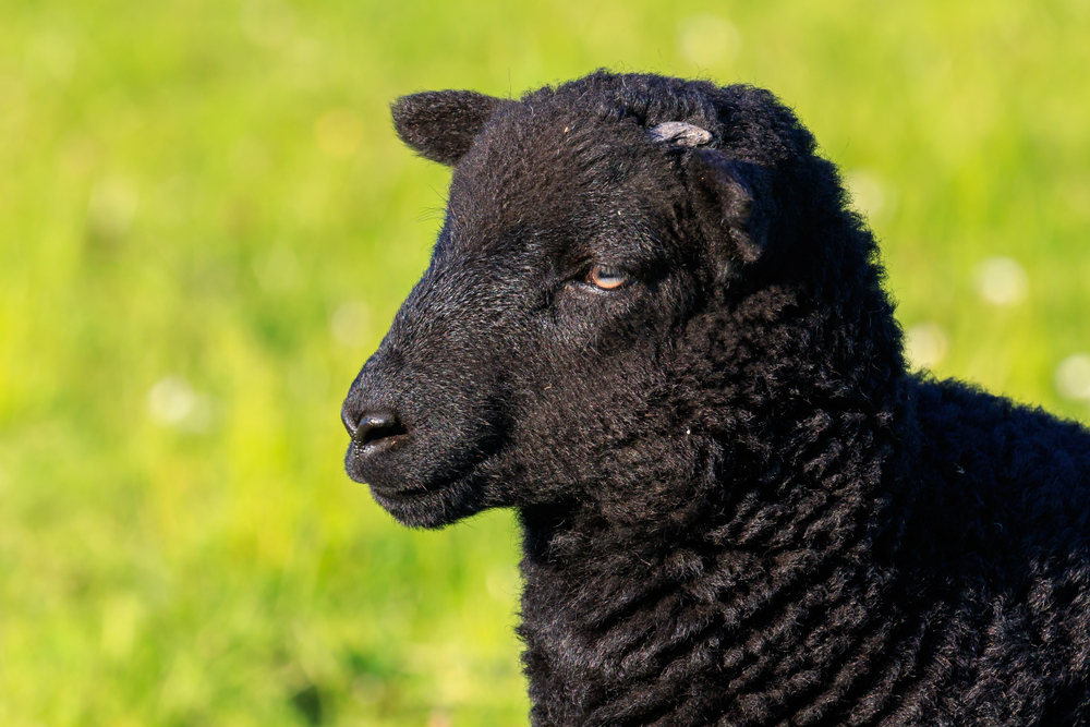 Black lamb. Shutterstock
