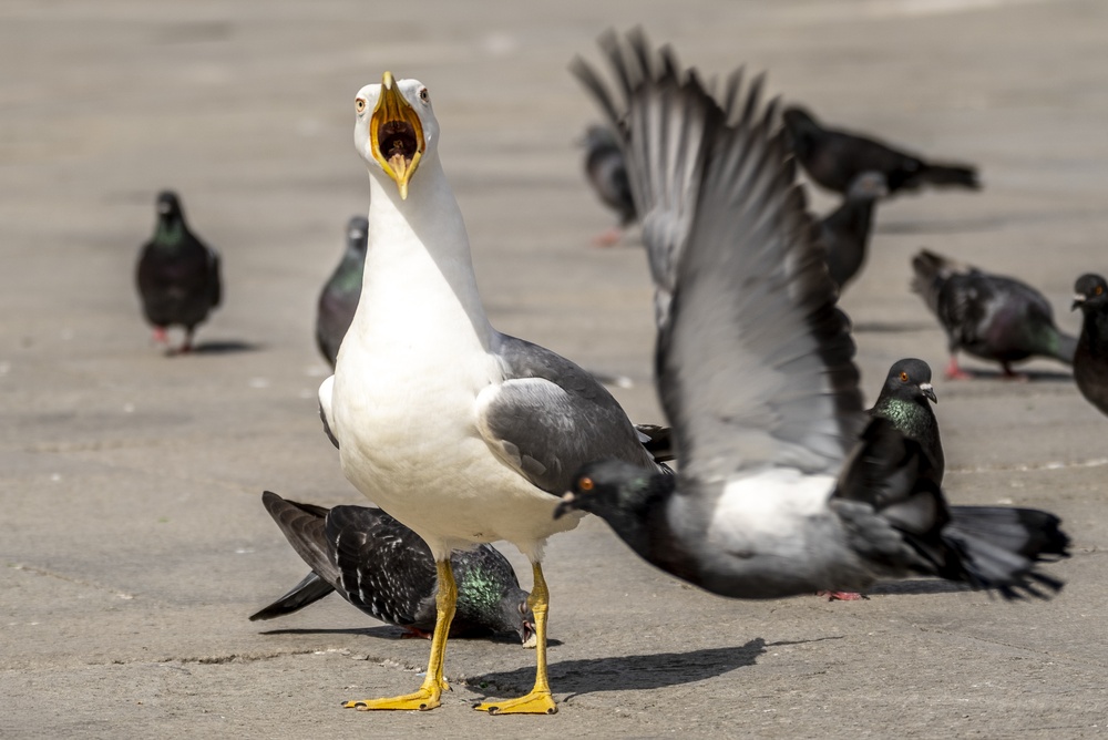 Aggressive Seagull Surrounded by Pigeons