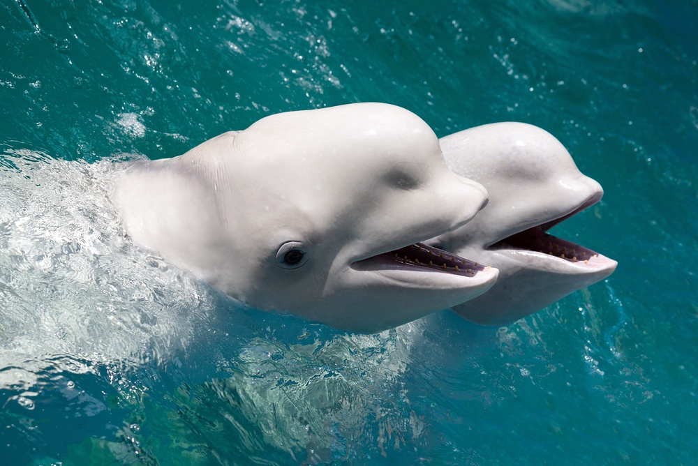 Beluga Whales