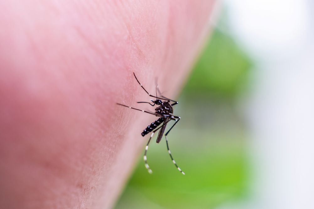Mosquito