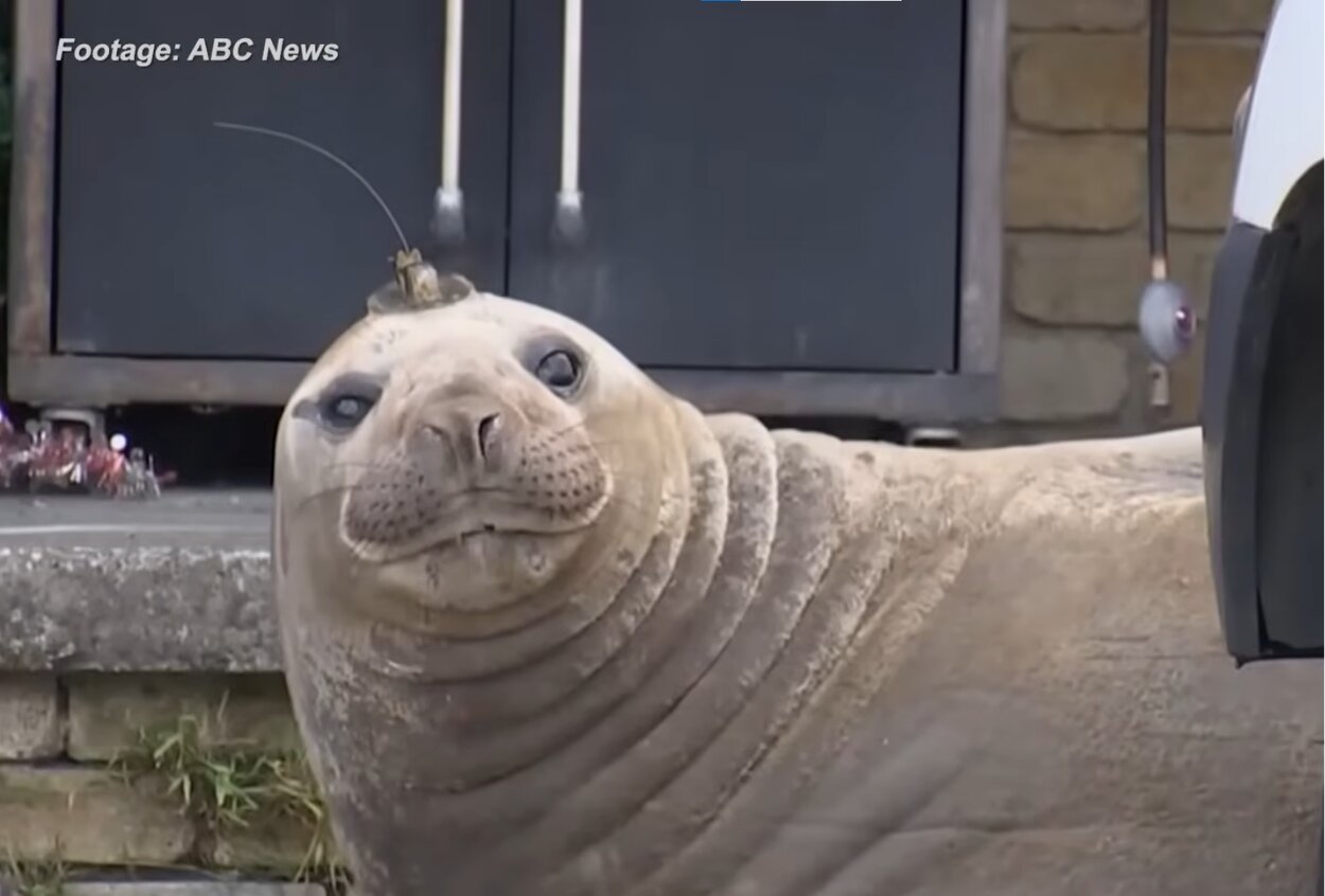 Neil the seal takes over! Photo credit: ABC News, Youtube