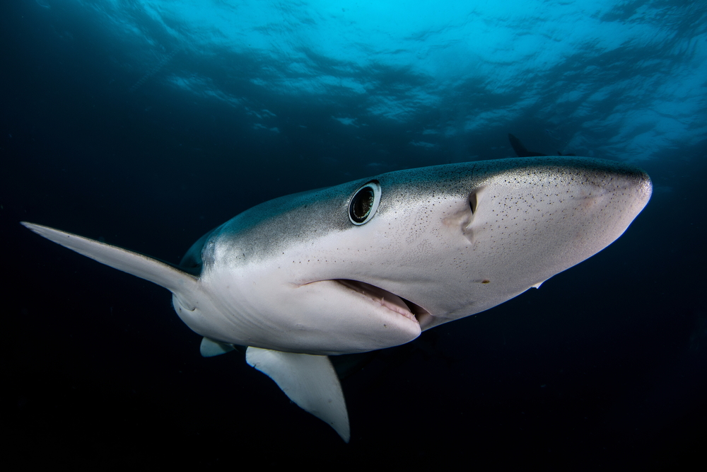 Blue Shark. Image Credit: Shutterstock