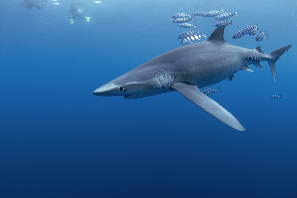 Blue Shark. Photo Credit: Shutterstock
