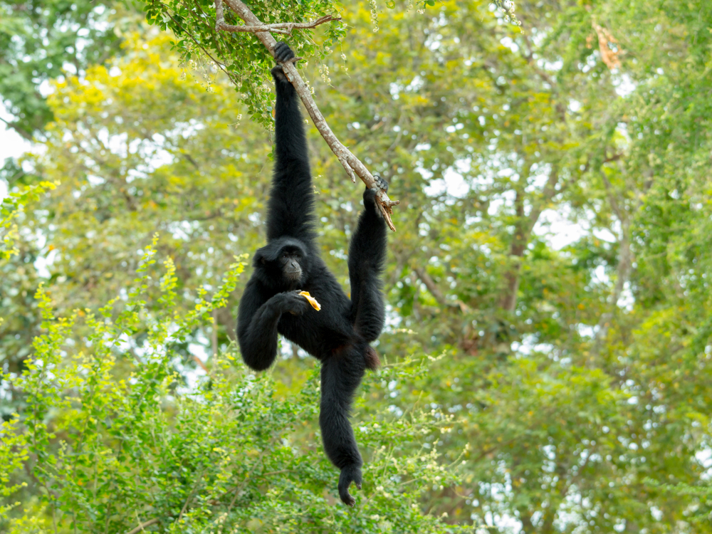 Siamang Gibbon eating banana. Photo Credits: MENG KONGSAK/Shutterstock