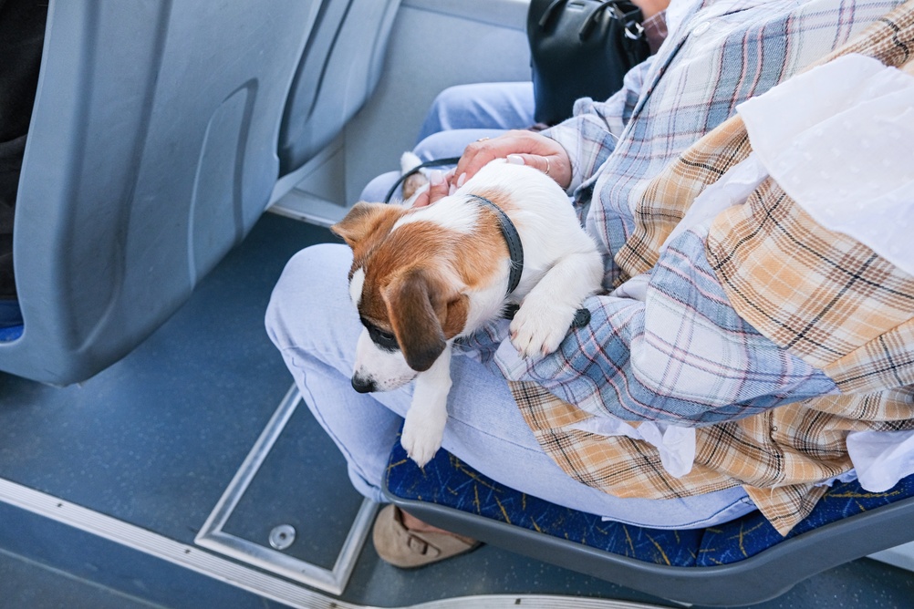 NTA To Allow Pets On Buses, Luas And DART 3 shutterstock 2751244855